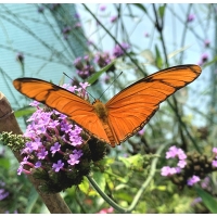 Dryas julia from Central America 5 pupae